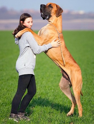 Great Dane